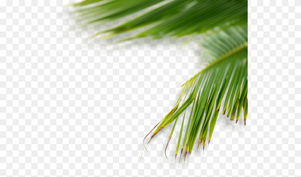 Green Tumblr Plant, Leaf, Palm Tree, Tree, Vegetation Free Png Download