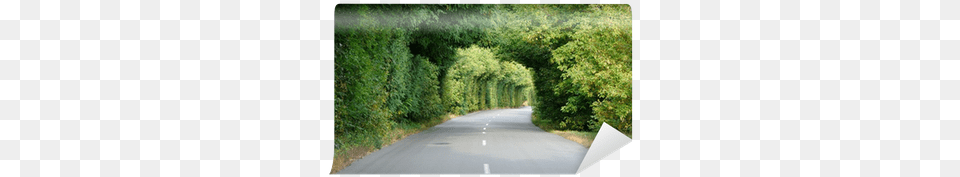 Green Tunnel In The Trees Above Road Wall Mural Pixers Tunnel, City, Urban, Tarmac, Street Png