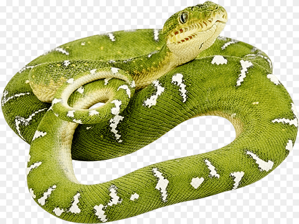 Green Twirling Image Green Snake, Animal, Reptile, Green Snake Free Png