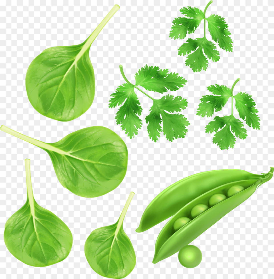 Green Vegetables Parsley Peas Vector Green Vegetables, Herbs, Plant, Food, Pea Free Transparent Png