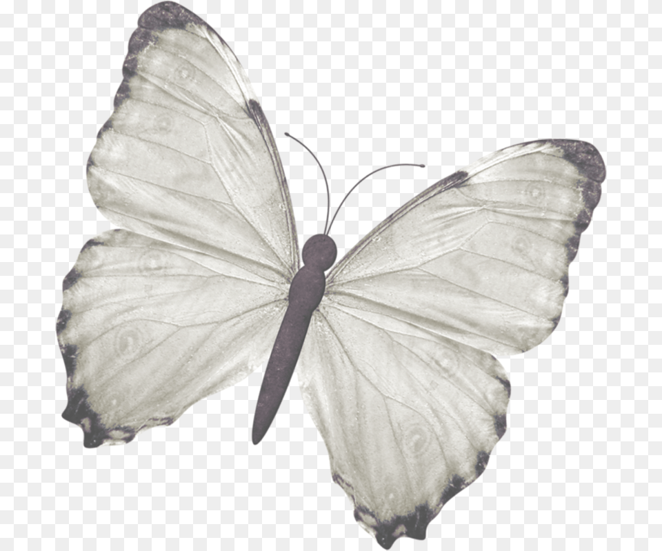 Green Veined White, Flower, Plant, Petal, Animal Free Png