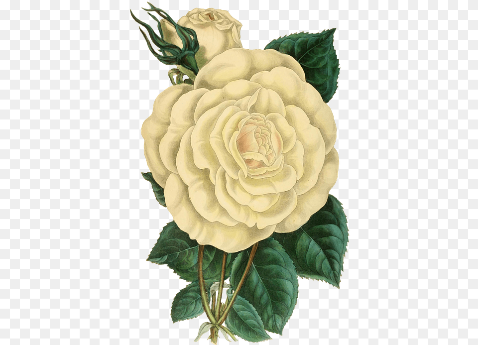 Green Vintage Flower, Plant, Rose, Dahlia, Art Free Png