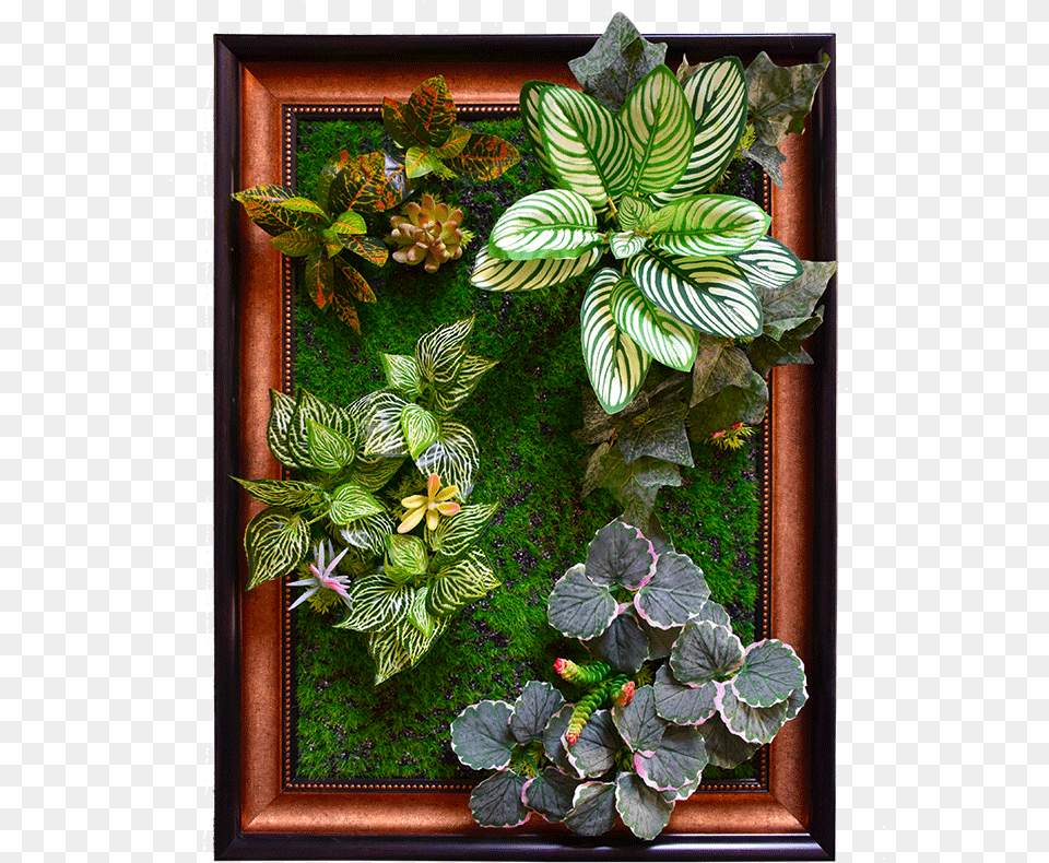 Green Wall, Leaf, Plant, Flower, Flower Arrangement Png Image