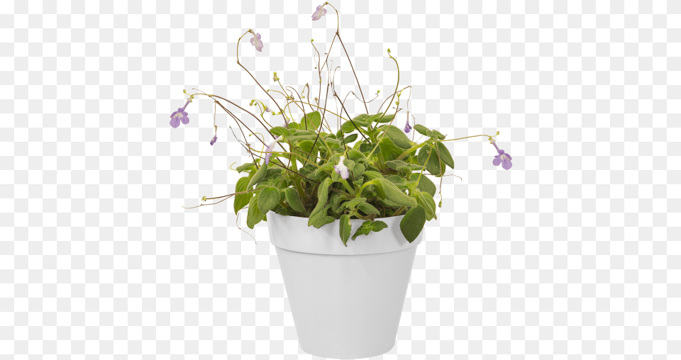 Green Wall, Flower, Potted Plant, Plant, Geranium Free Transparent Png