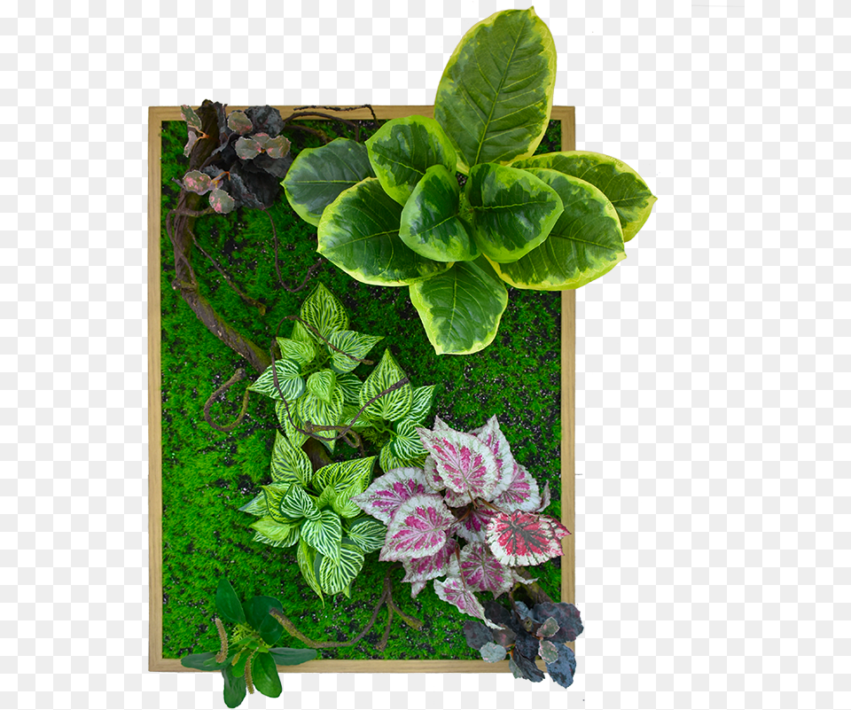 Green Wall Decoration With Frame De002 8060wd Red Clover, Plant, Herbal, Herbs, Jar Free Png