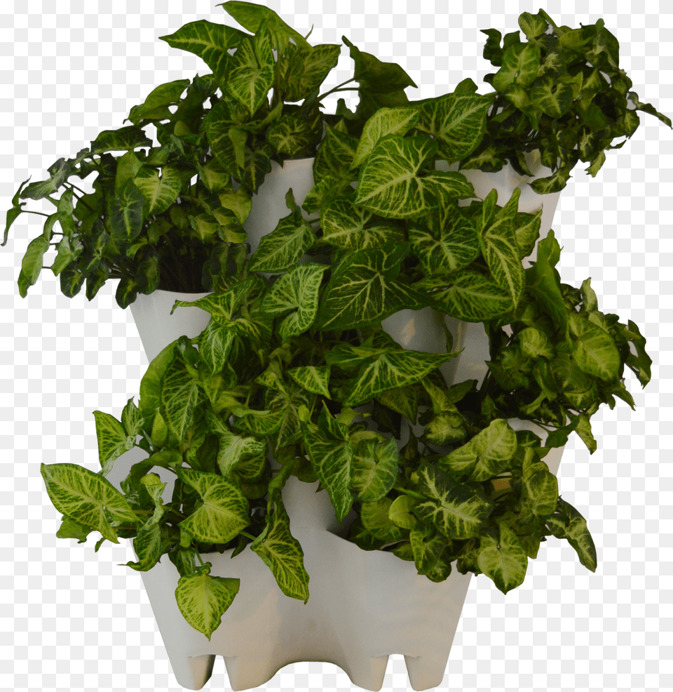Green Wall From The Box Flowerpot Free Transparent Png