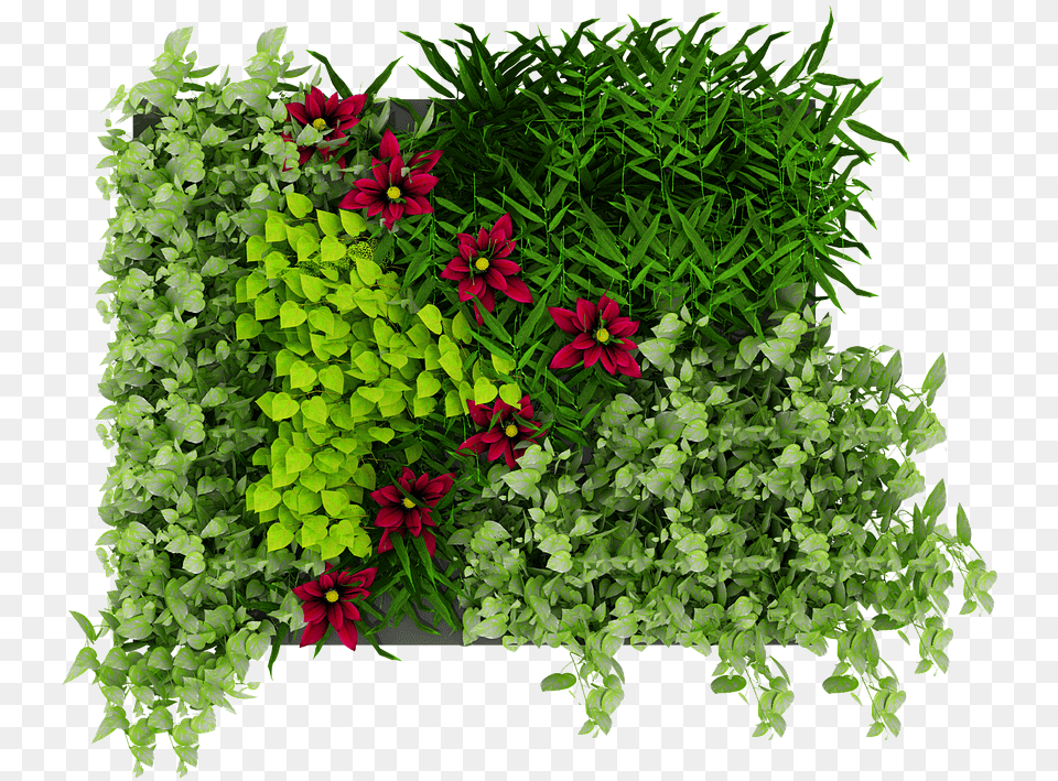 Green Wall Leaves Green Wall, Potted Plant, Herbal, Herbs, Plant Free Transparent Png