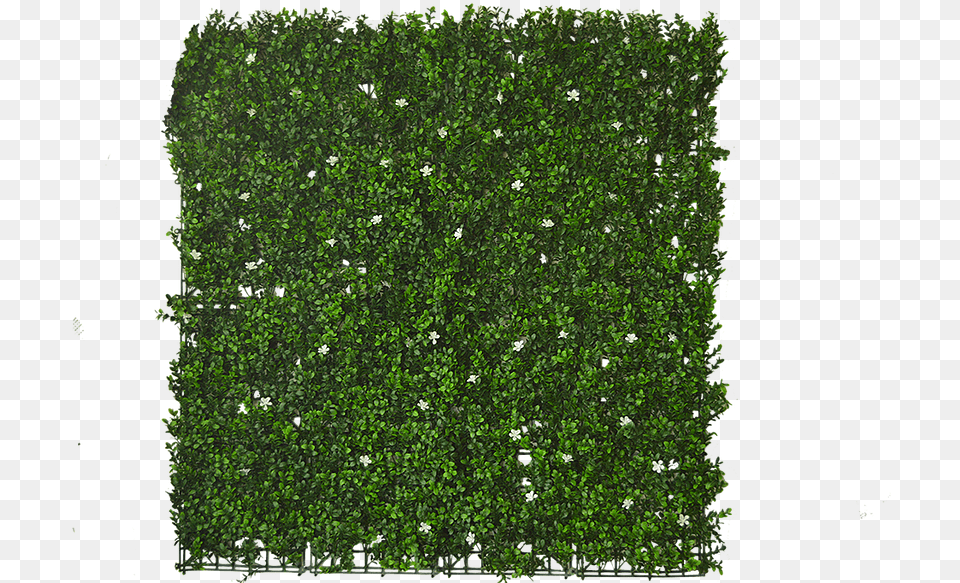 Green Wall Texture Mos Plant, Vegetation, Moss, Fence, Hedge Png Image