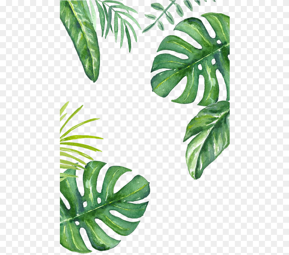 Green Wallpaper Leaf Banana Download Clipart Leaves, Plant, Vegetation, Fern, Flower Free Png