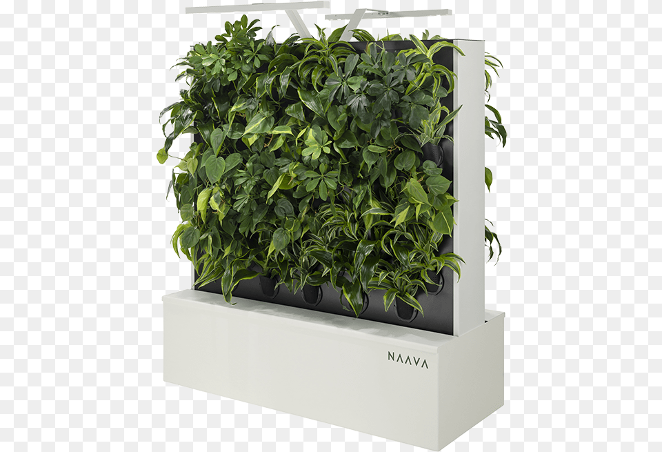 Green Walls Naava Sageretia Theezans, Jar, Plant, Planter, Potted Plant Free Png