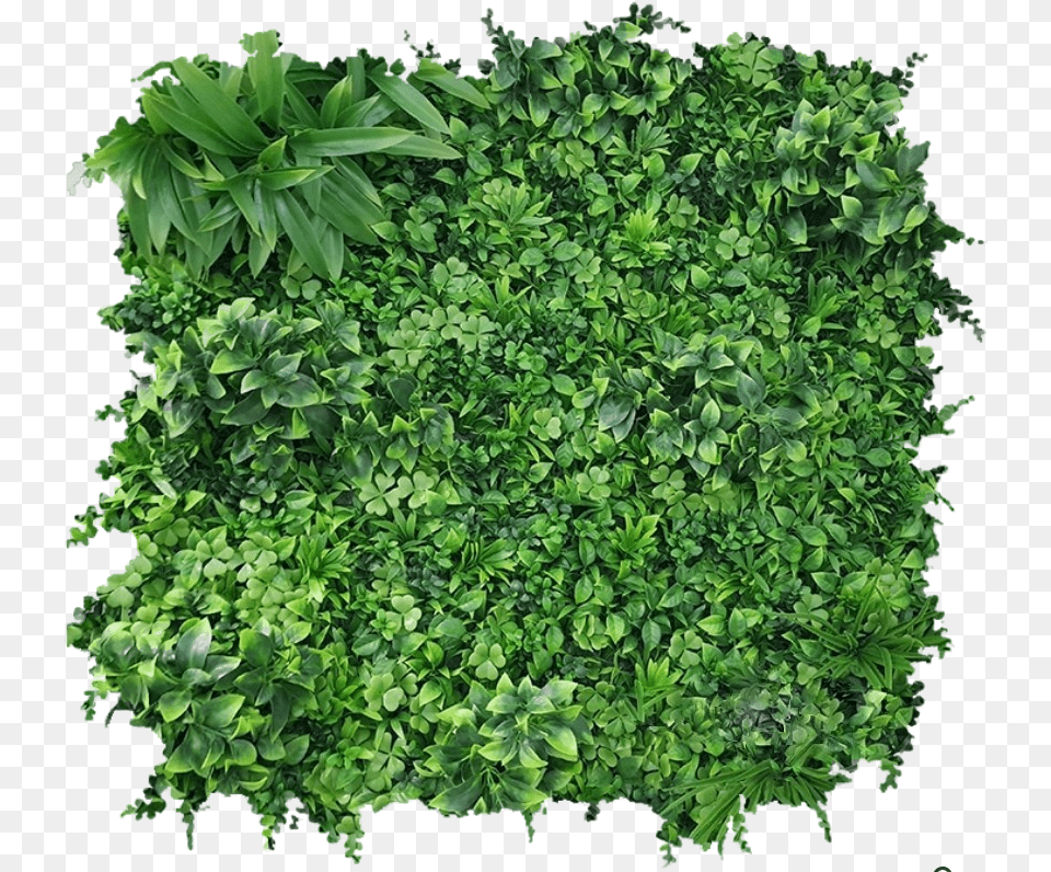 Green Walls U2014 Lush Greenery Fines Herbes, Herbs, Plant, Vegetation, Parsley Png