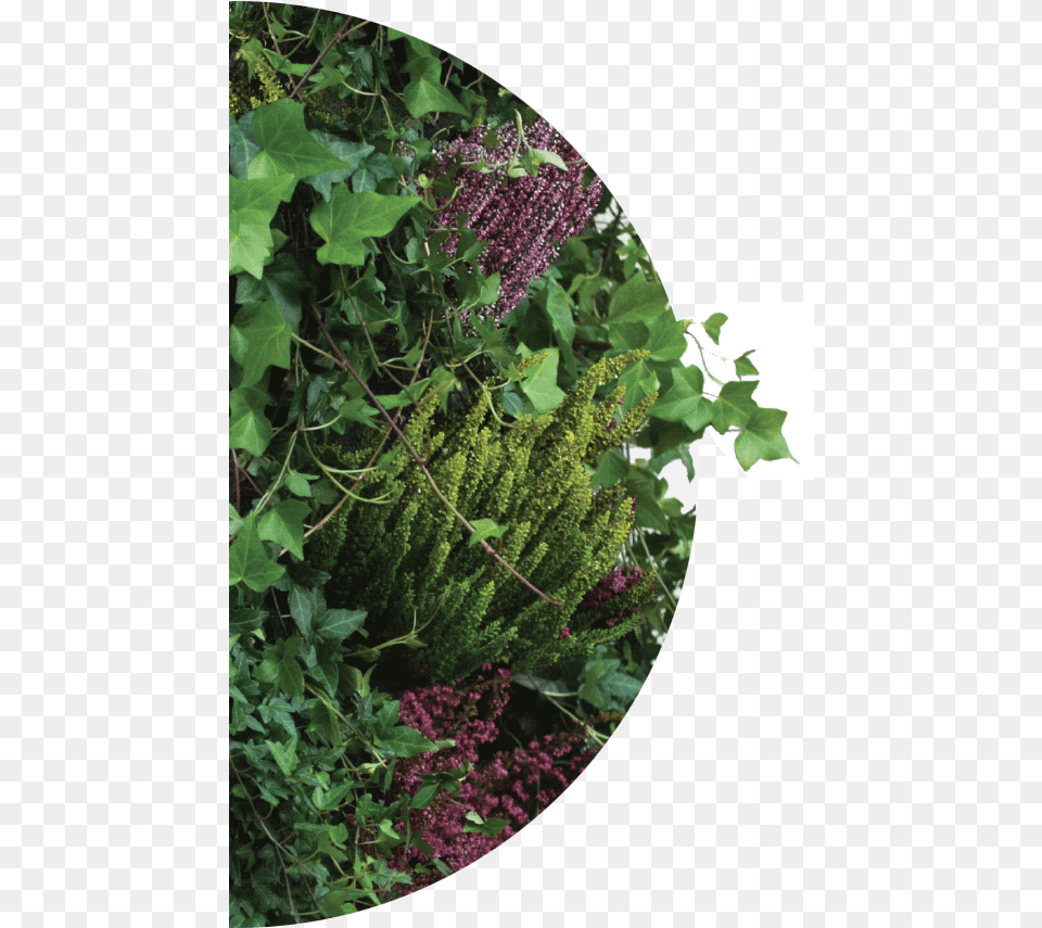 Green Walls With Plants And Moss Verbena, Garden, Nature, Outdoors, Plant Free Transparent Png