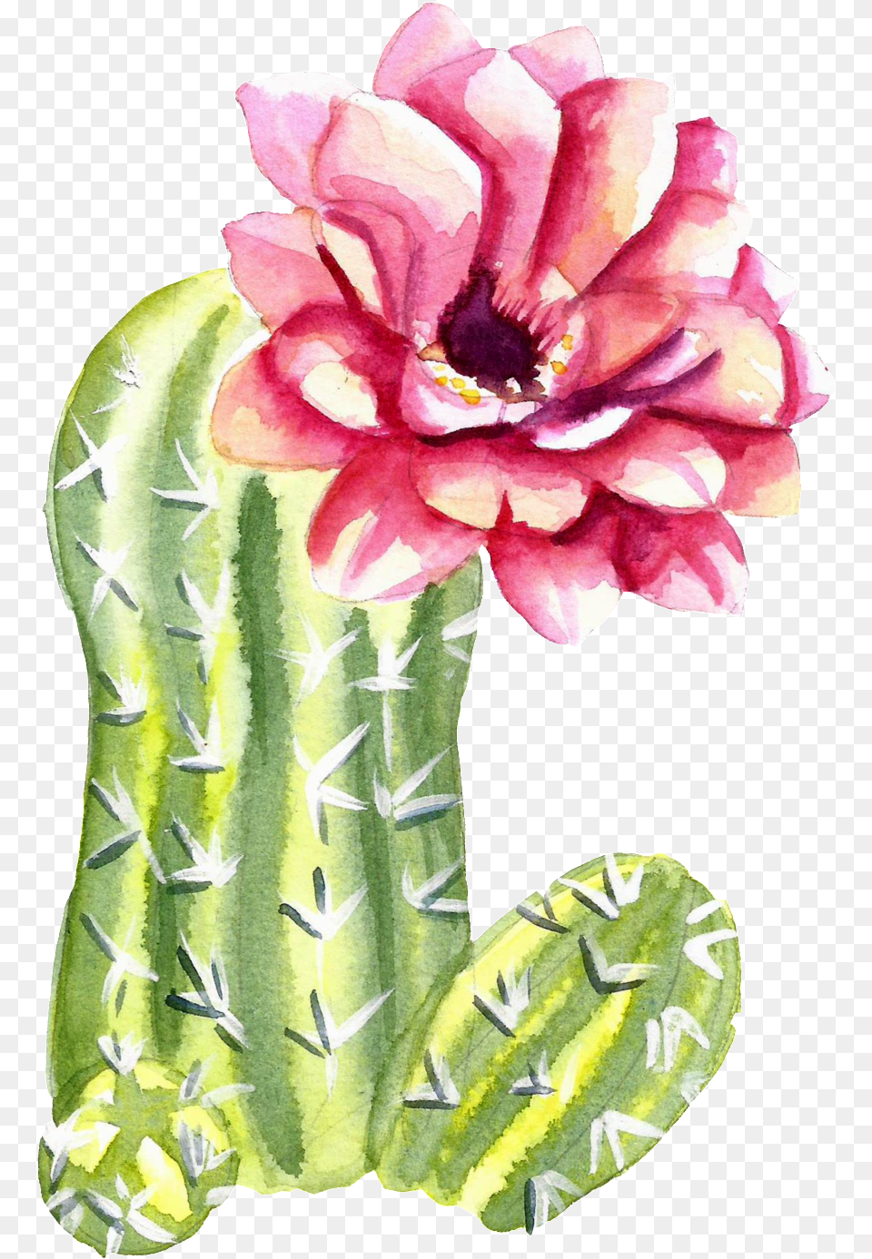 Green Watercolor Hand Painted Cactus Flower Transparent Flower Cactus Watercolor, Plant, Rose Free Png