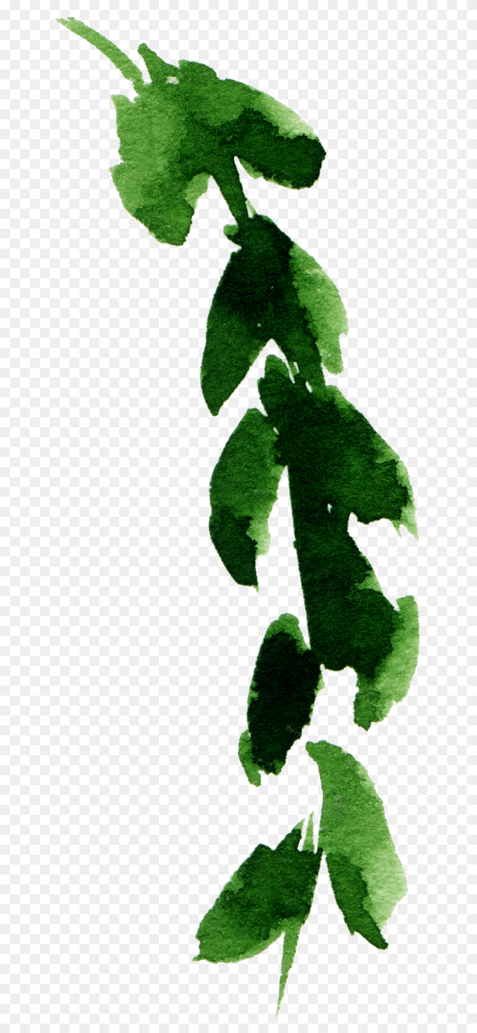 Green Watercolor Leaf Element Download Vector, Herbs, Plant, Vine, Herbal Free Png
