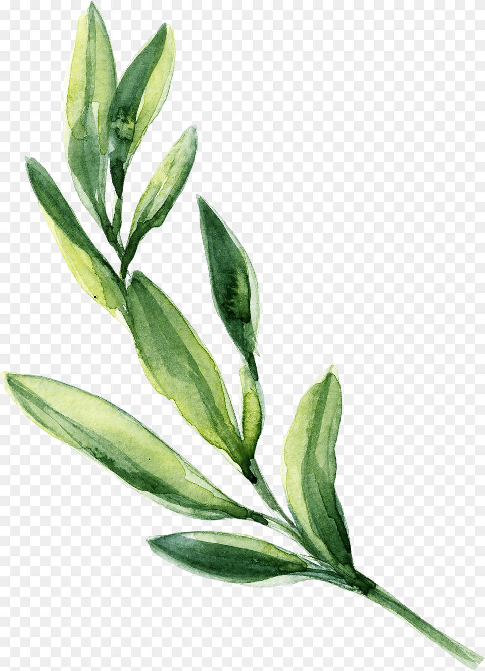 Green Watercolor Leaves, Herbal, Herbs, Leaf, Plant Png Image