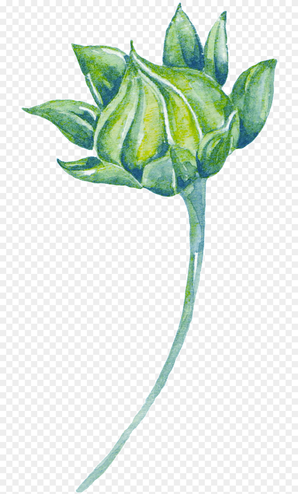Green Watercolor Plant Cartoon Transparent Watercolor Plant Transparent, Bud, Flower, Leaf, Sprout Free Png