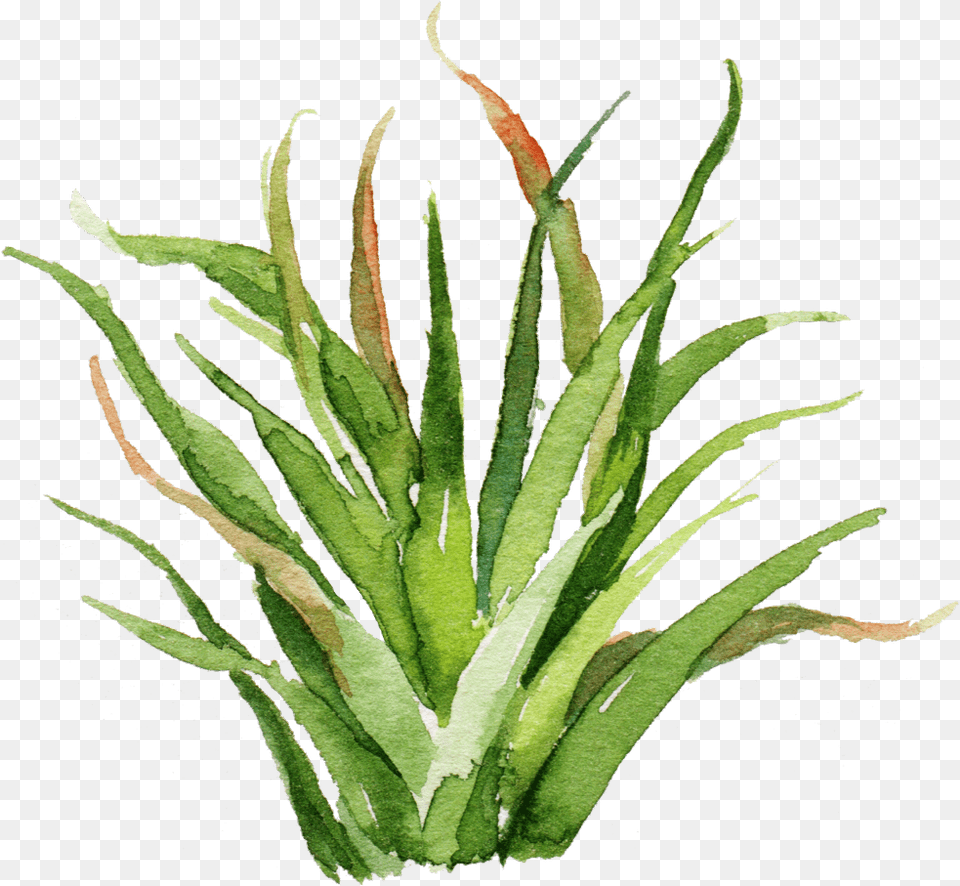 Green Watercolor Plant Painting Cute Weeds Aesthetic Watercolor Plant Paintings, Aloe Free Png Download