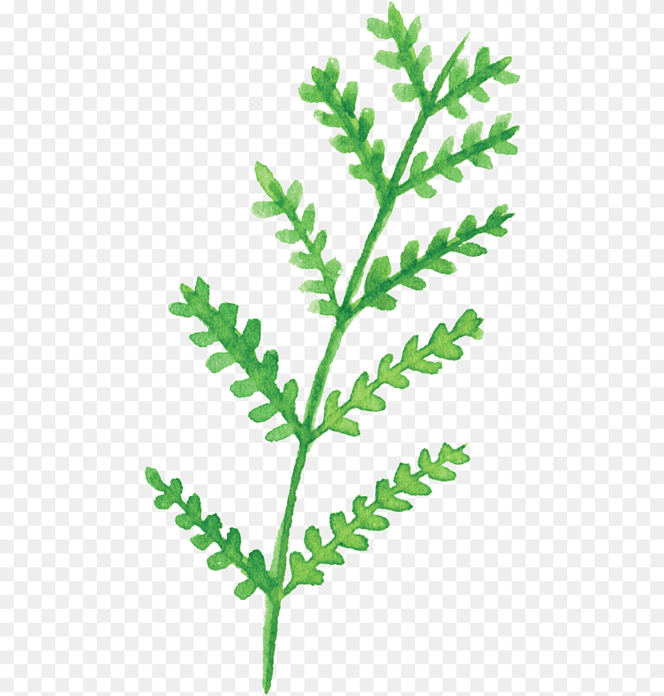 Green White Leaf Cartoon Transparent Leaf, Fern, Herbs, Plant, Parsley Png Image