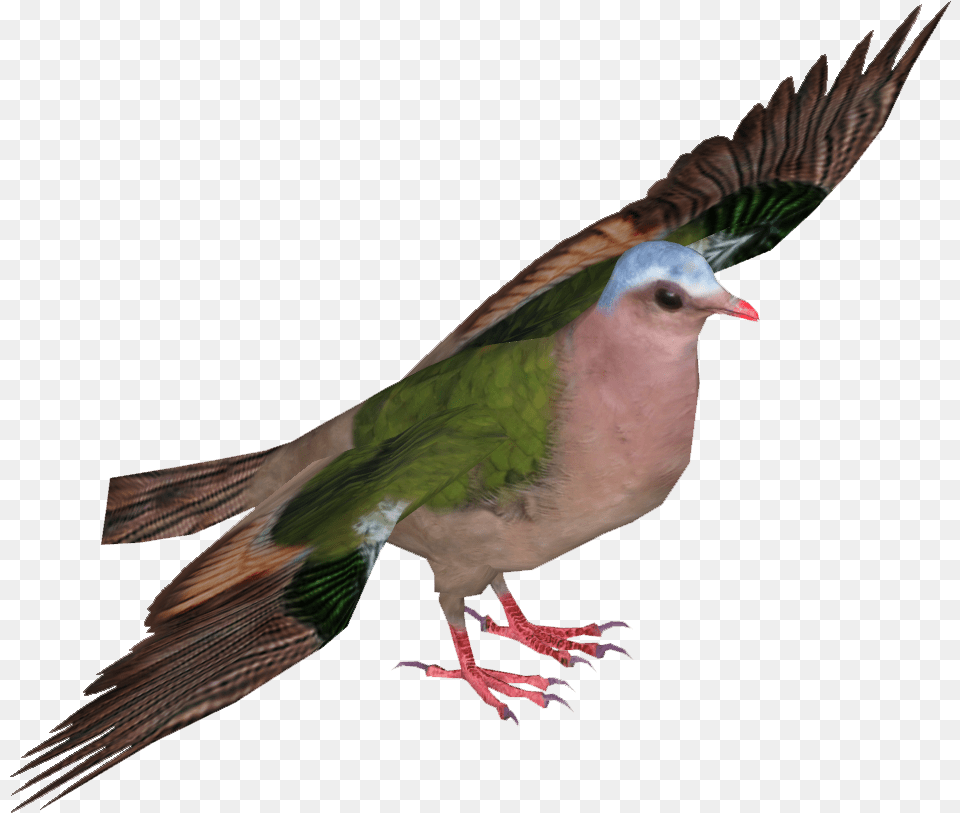 Green Winged Pigeon Stock Dove, Animal, Bird Free Png