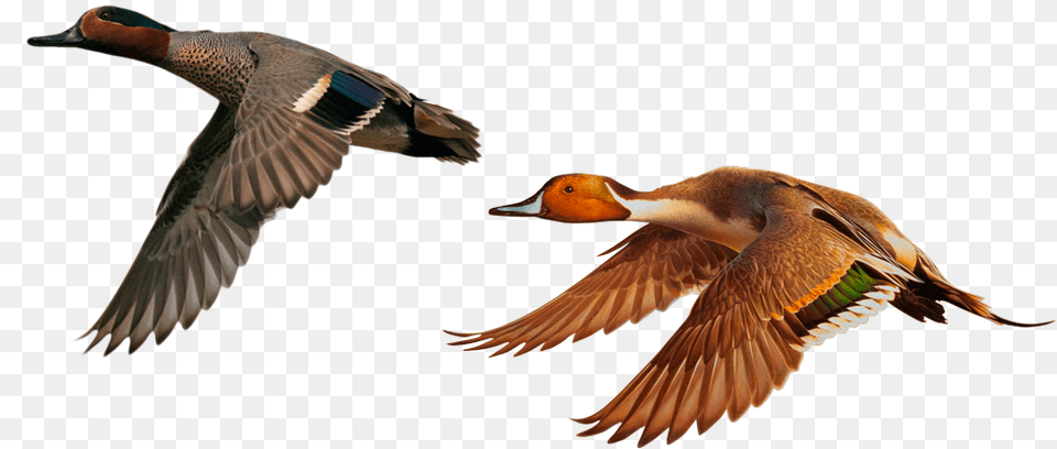 Green Winged Teal Flying, Animal, Anseriformes, Bird, Waterfowl Free Png