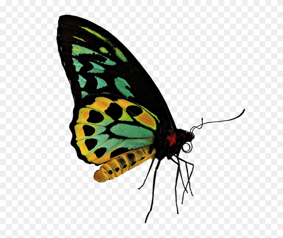 Green Yellow Butterfly, Animal, Insect, Invertebrate, Bee Png