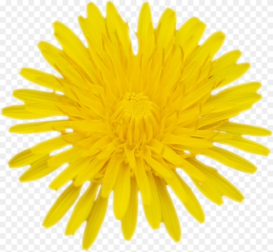 Green Yellow Colorful Flower Sticker By Free Logos Lwenzahn Blume Gezeichnet Von Oben, Plant, Dandelion Png