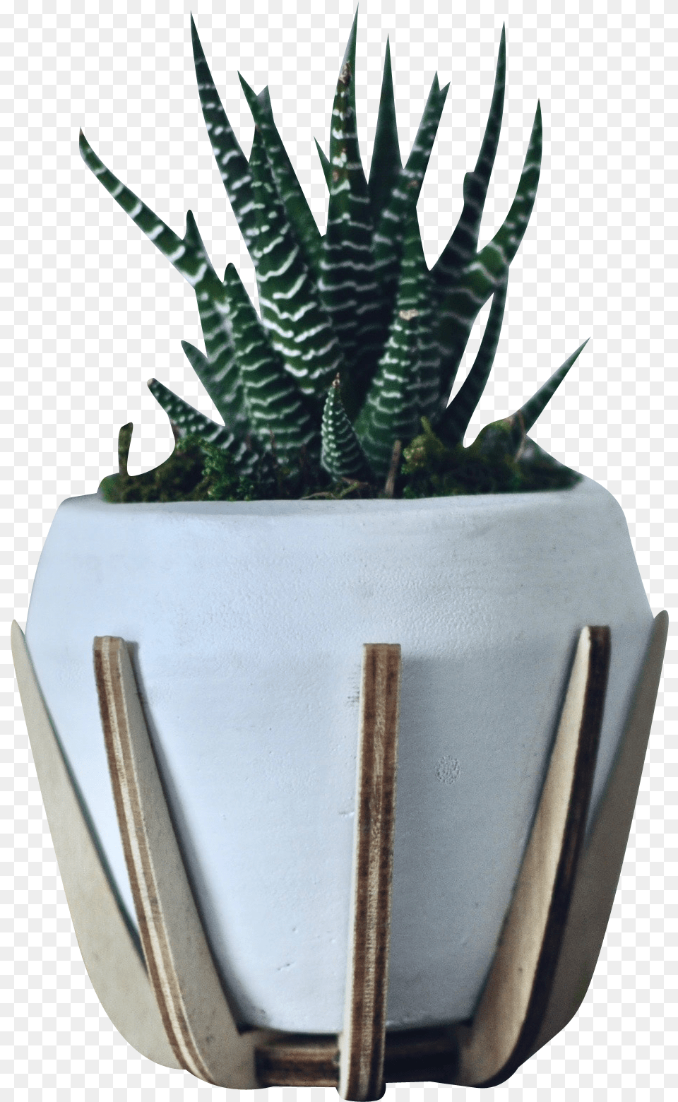 Green Zebra White Pot Agave, Jar, Plant, Planter, Potted Plant Free Png