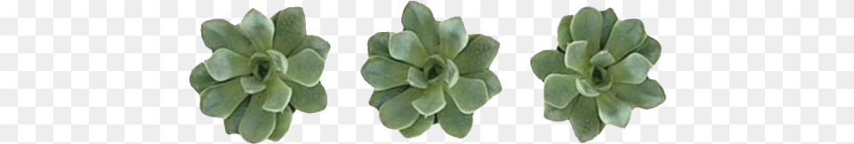 Greenaesthetic Green Succulent Succulents Plants Plantas, Vase, Pottery, Potted Plant, Planter Free Png Download