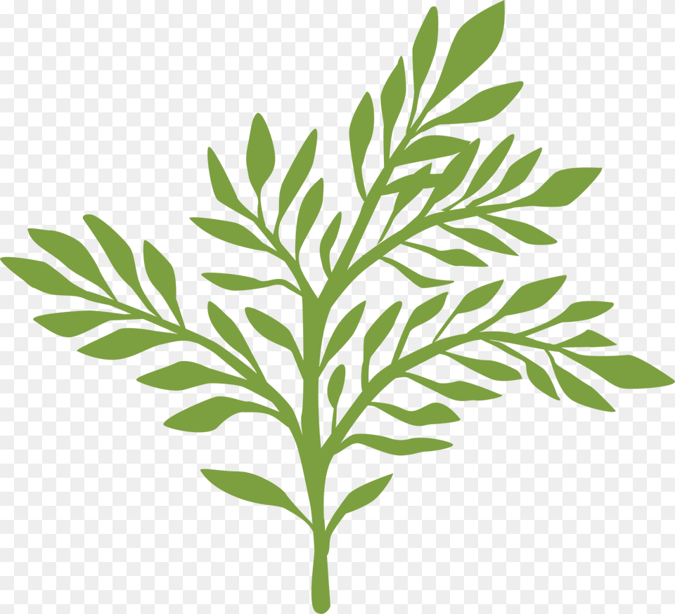 Greenery, Herbal, Herbs, Leaf, Plant Png