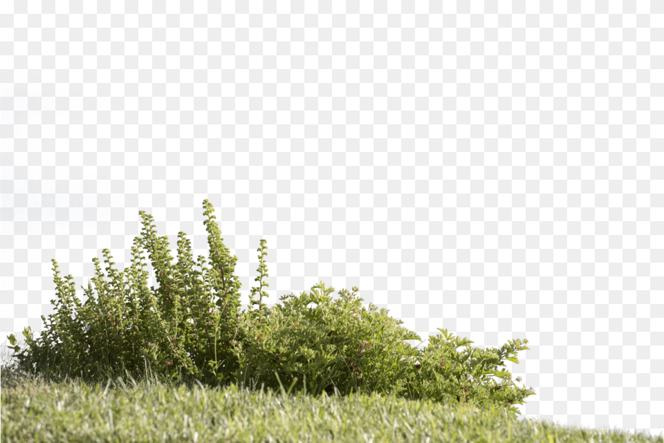 Greenery 3 Image Cut Out Grass, Vegetation, Herbs, Plant, Herbal Free Png