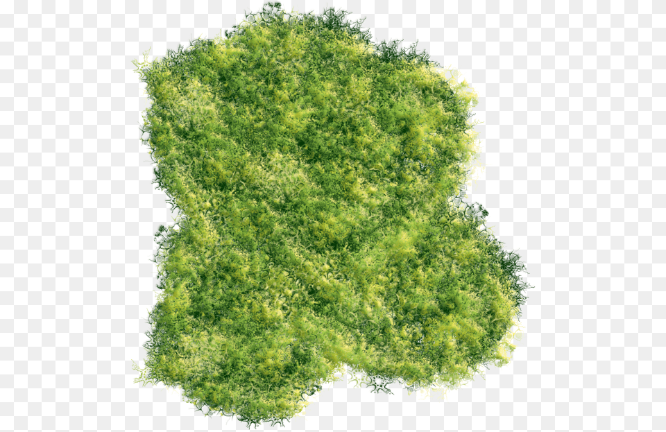 Greenery Art Thuya, Grass, Leaf, Moss, Plant Free Png