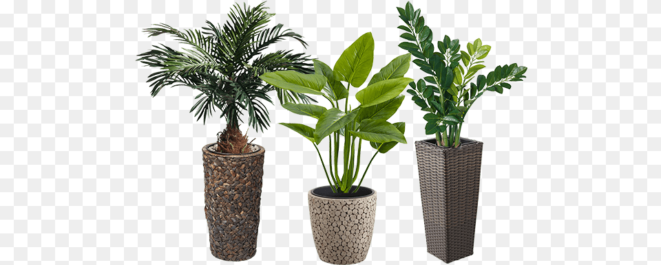 Greenery Konzept U2013 Praktische Dekoideen Em Group Houseplant, Jar, Leaf, Palm Tree, Plant Png Image