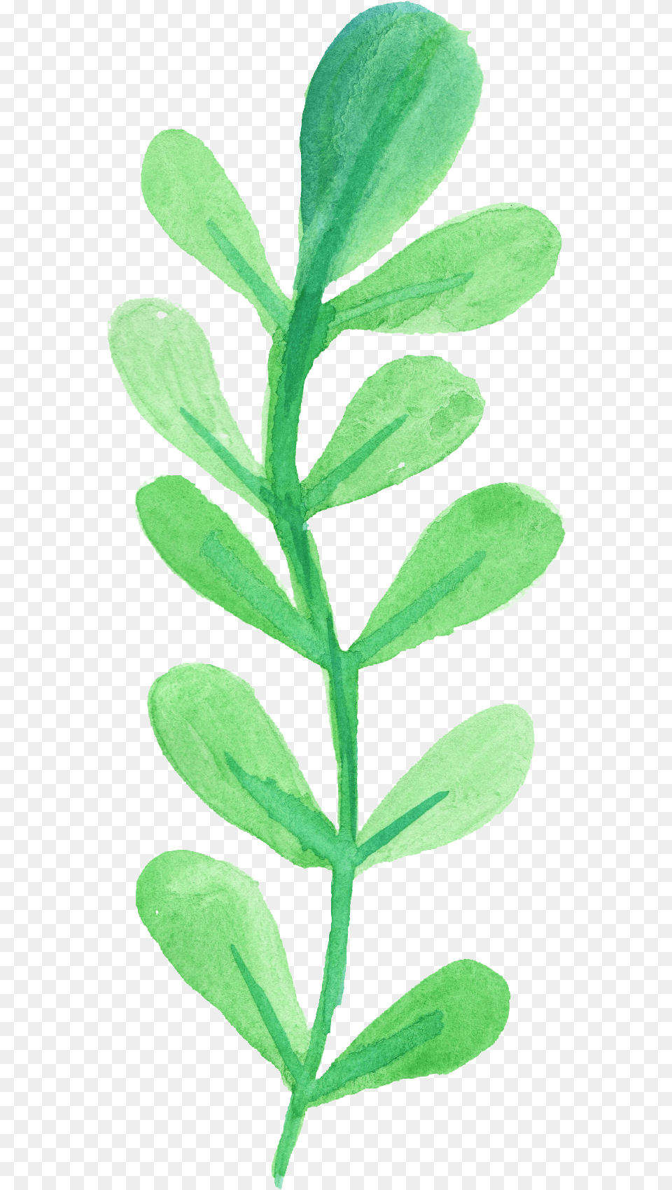 Greenery Vector Watercolor Picture Transparent Watercolor Leaf, Herbal, Herbs, Plant, Flower Png Image