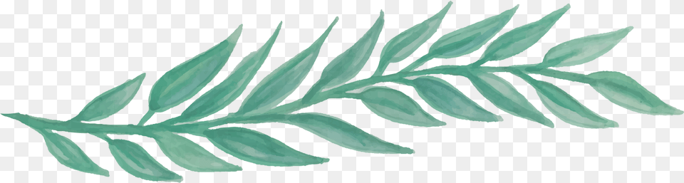 Greenery Watercolor Download Transparent Leaf Watercolor, Plant, Tree, Herbal, Herbs Png Image