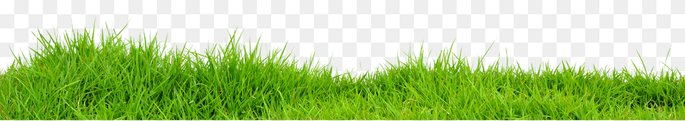 Greengrass, Grass, Lawn, Plant, Vegetation Png