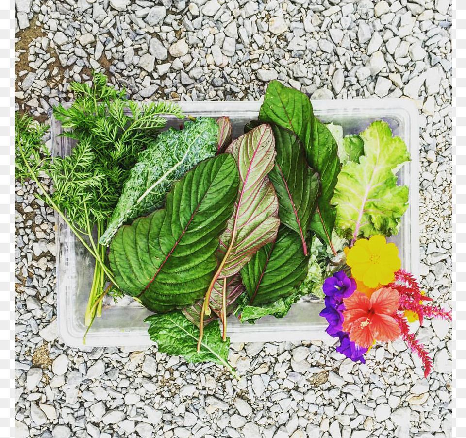 Greens Rincon Puerto Rico Garden Smoothies Juices Healthy Bouquet, Leaf, Plant, Food, Food Presentation Png