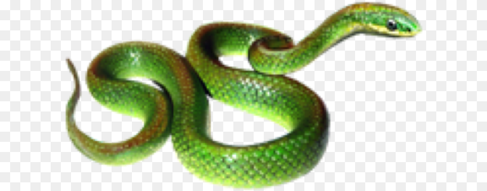 Greensnake Snake Snaks Rope Animals Sticker By Proomo Grass Snake, Animal, Reptile, Green Snake Free Transparent Png