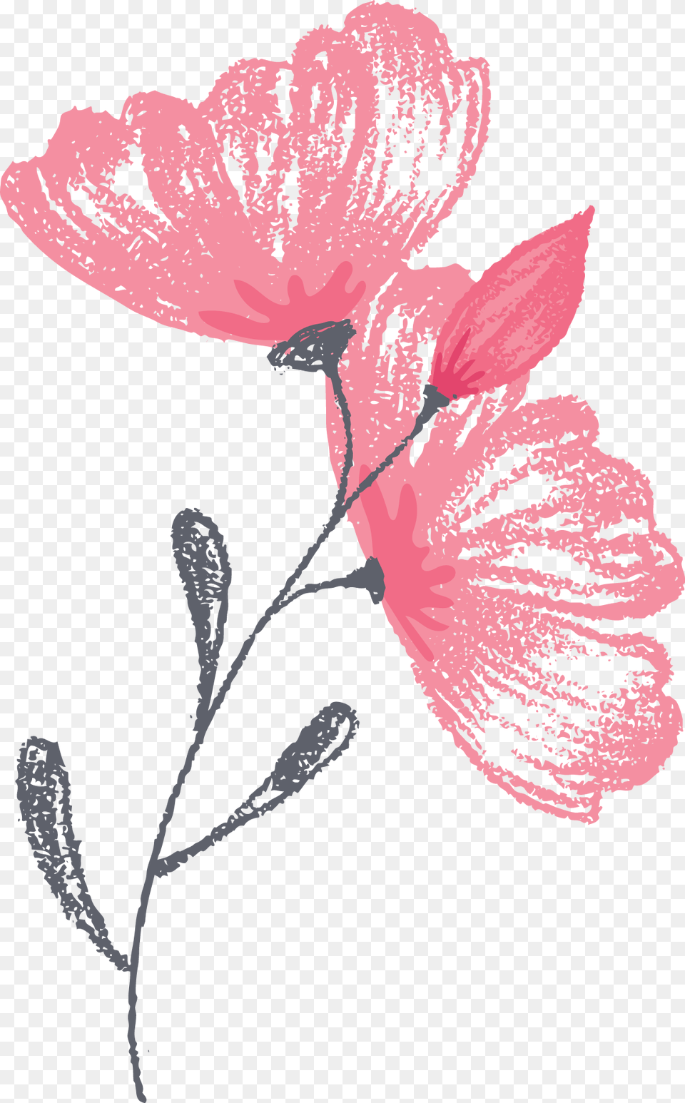 Greenwich Photographer Flower Graphic Illustration, Carnation, Plant, Person, Face Png