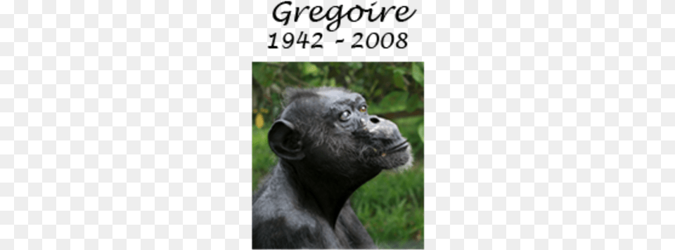 Gregoire Oldest Chimpanzee In The World, Animal, Ape, Mammal, Wildlife Free Png Download