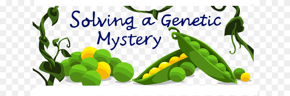 Gregor Mendel Ask A Biologist, Plant, Vegetation, Green, Food Free Png Download