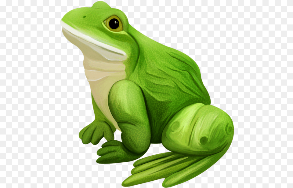 Grenouilles Frog Tube Grenouillesfrogtube Grenouille, Amphibian, Animal, Wildlife, Reptile Png