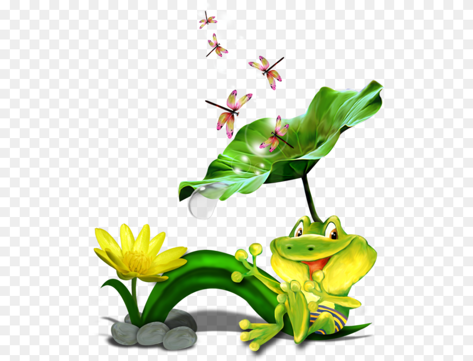 Grenouillesfrogtube Animal Drawings Frogs Clip, Flower, Plant, Amphibian, Frog Png Image