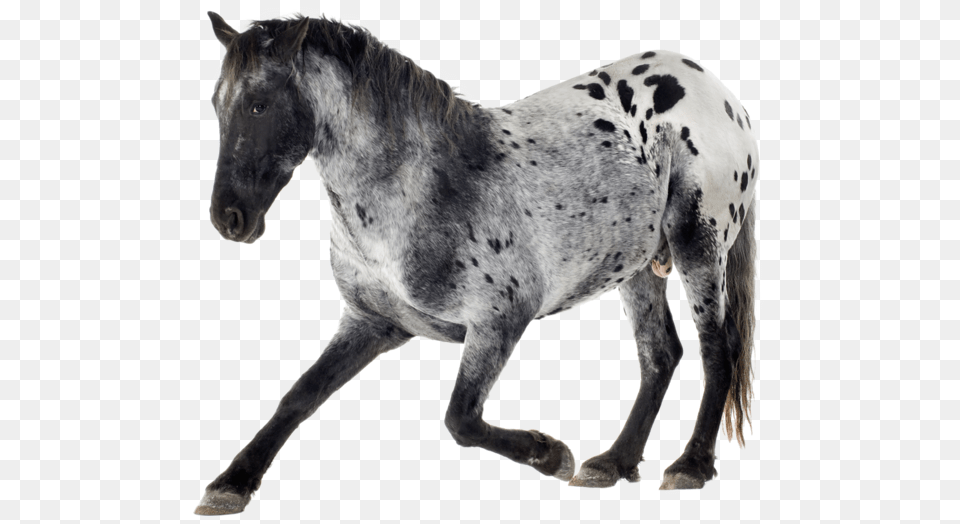 Grey And White Horses Appaloosa, Animal, Horse, Mammal, Colt Horse Png