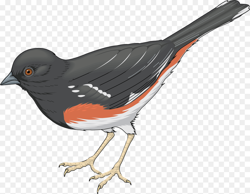 Grey Bird Clipart Realistic Bird Clipart, Animal, Blackbird, Finch, Beak Free Png Download