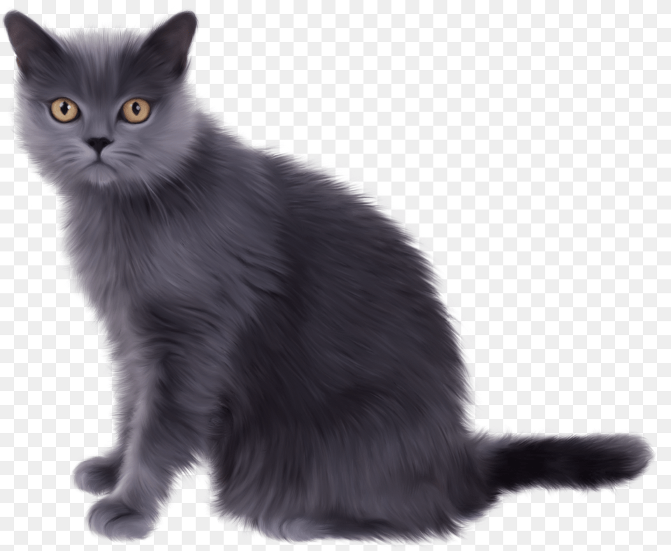 Grey Cat, Animal, Mammal, Pet, Angora Free Png Download