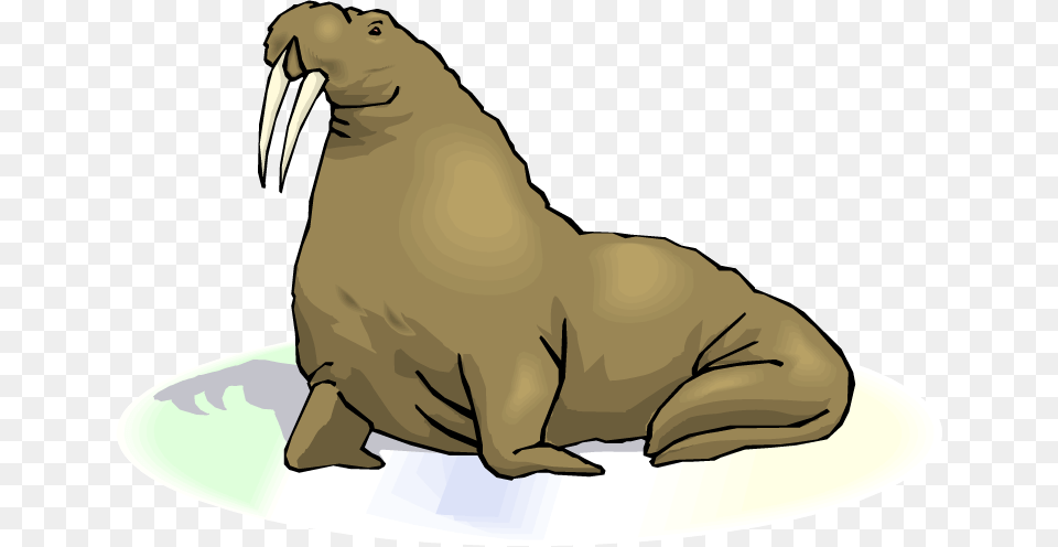 Grey Clipart Walrus, Animal, Sea Life, Mammal, Person Png Image