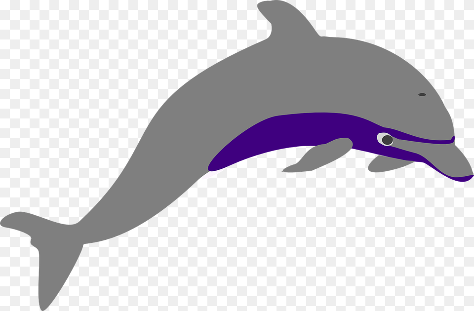 Grey Dolphin, Animal, Mammal, Sea Life, Baby Free Png Download