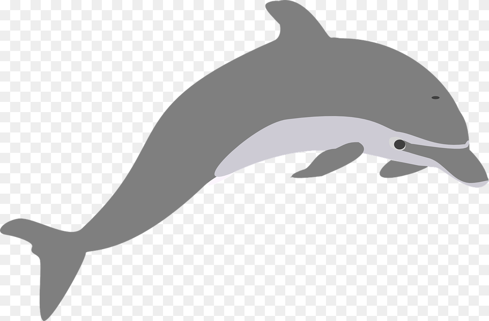Grey Dolphin Clipart, Animal, Mammal, Sea Life, Person Png