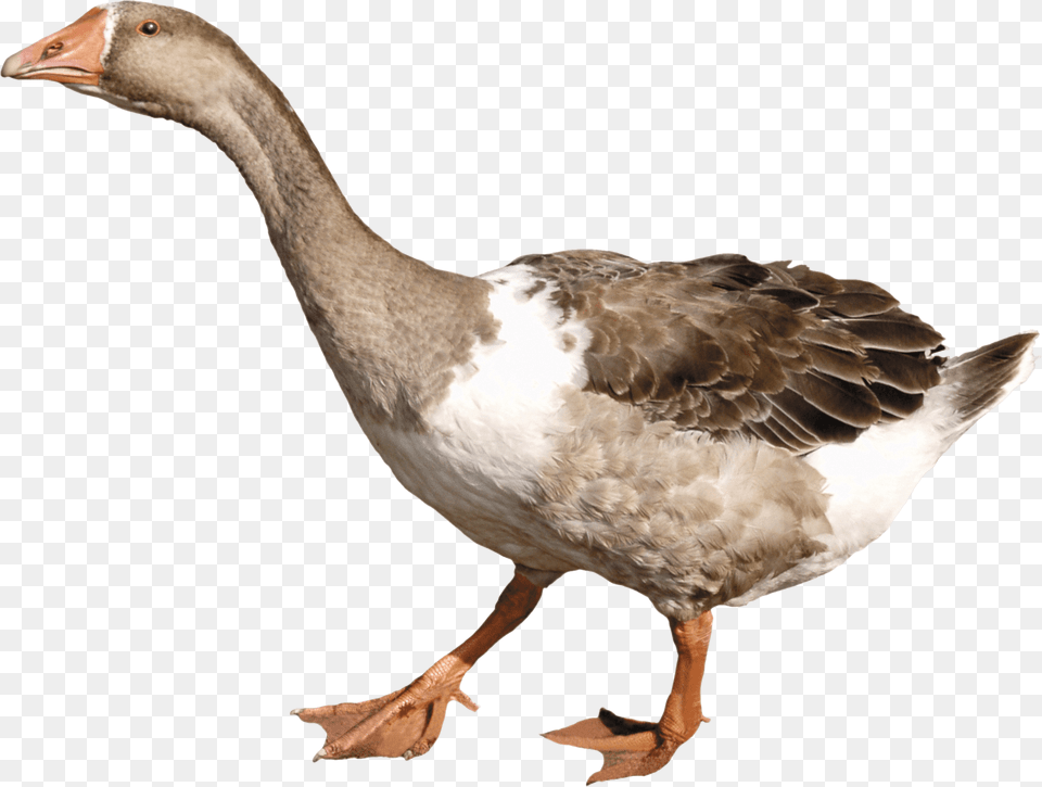 Grey Duck, Animal, Bird, Goose, Waterfowl Free Transparent Png
