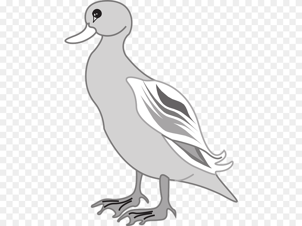 Grey Duck Clipart, Animal, Anseriformes, Bird, Waterfowl Png Image